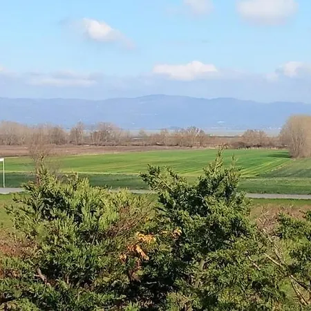 2 Girasoli Primo Piano * Sanfatucchio
