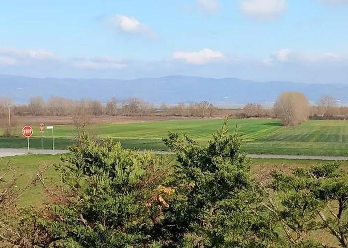 2 Girasoli Primo Piano * Sanfatucchio